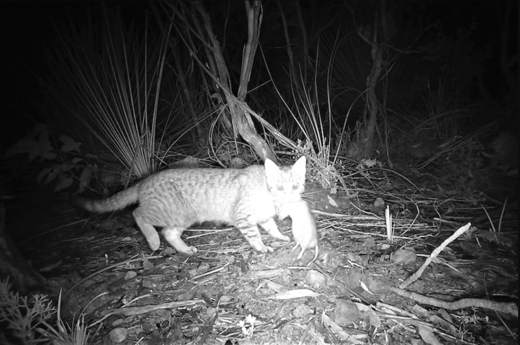 Feral Cat Numbers Kept Under Control on Kangaroo Island