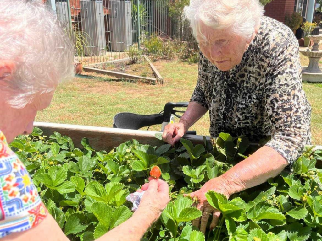 Two older women tending to strawberry plants in a raised garden bed.